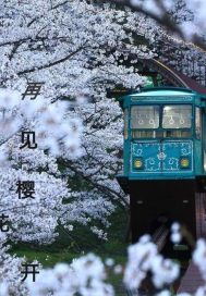 再见樱花开